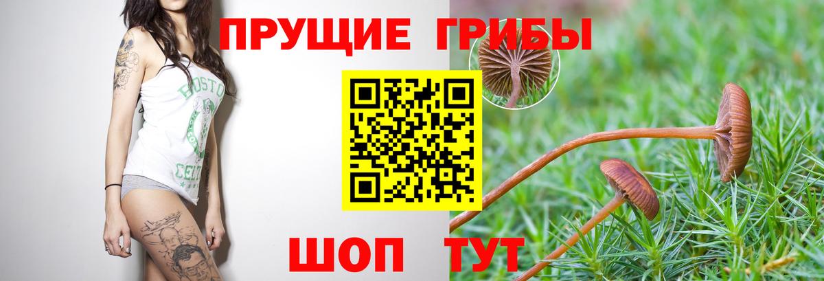 купить закладку  Псилоцибиновые грибы мухоморы  Вход с VPN  Магадан  Псилоцибиновые грибы Magic Shrooms 